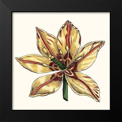 Tulip Garden V Black Modern Wood Framed Art Print by Vision Studio