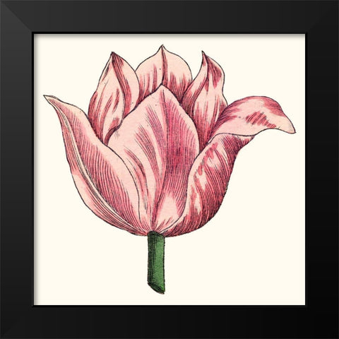 Tulip Garden VII Black Modern Wood Framed Art Print by Vision Studio