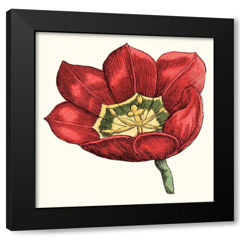 Tulip Garden VIII Black Modern Wood Framed Art Print with Double Matting by Vision Studio