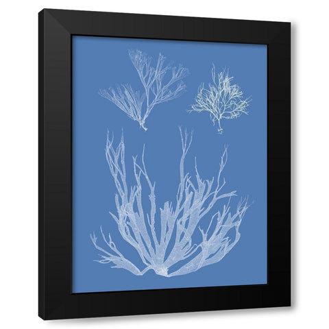 Seaweed Cyanotype I Black Modern Wood Framed Art Print with Double Matting by Vision Studio