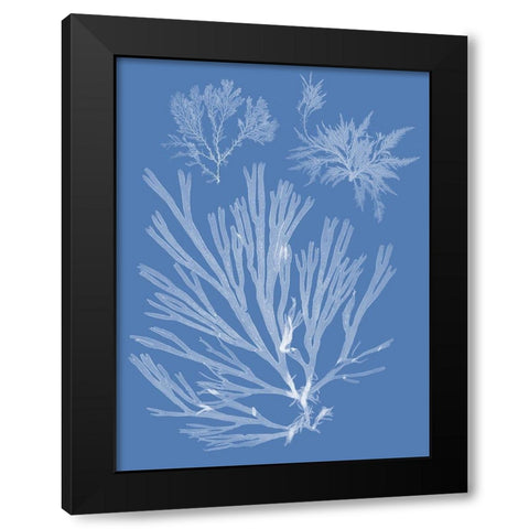 Seaweed Cyanotype II Black Modern Wood Framed Art Print with Double Matting by Vision Studio