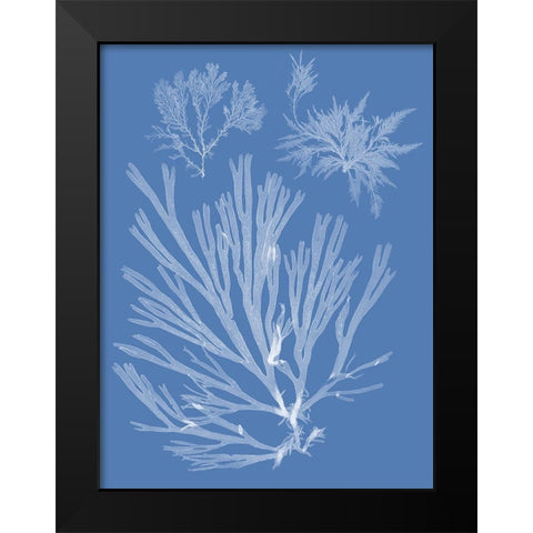 Seaweed Cyanotype II Black Modern Wood Framed Art Print by Vision Studio