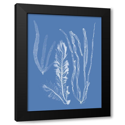 Seaweed Cyanotype IV Black Modern Wood Framed Art Print by Vision Studio