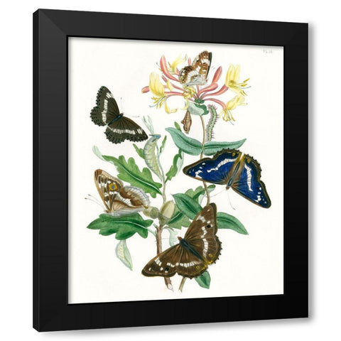 British Butterflies I Black Modern Wood Framed Art Print by Unknown