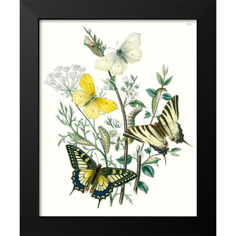 British Butterflies II Black Modern Wood Framed Art Print by Unknown