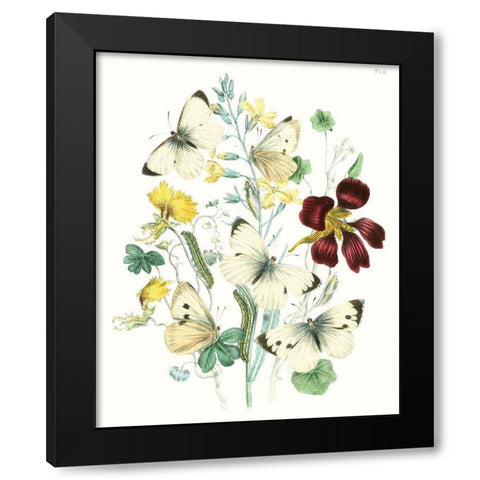 British Butterflies IV Black Modern Wood Framed Art Print by Unknown