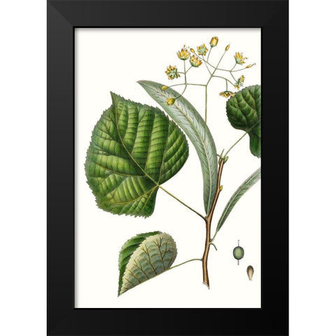 Foliage and Blooms I Black Modern Wood Framed Art Print by Nuttall, Thomas