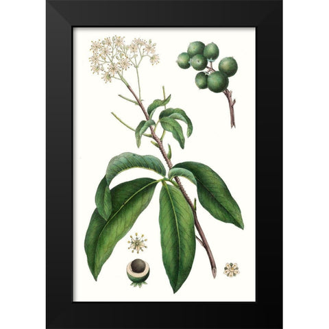 Foliage and Blooms II Black Modern Wood Framed Art Print by Nuttall, Thomas