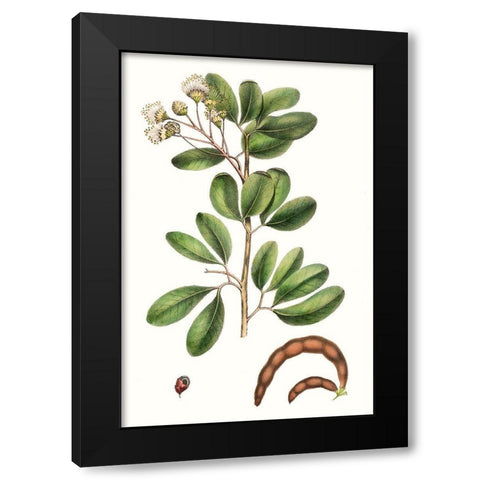 Foliage and Blooms III Black Modern Wood Framed Art Print with Double Matting by Nuttall, Thomas