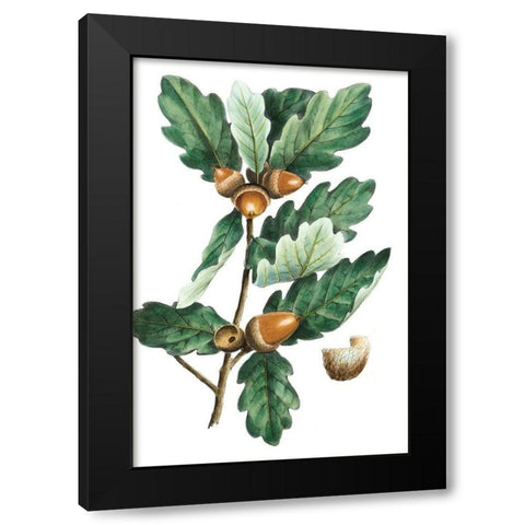 Douglas Oak Black Modern Wood Framed Art Print by Nuttall, Thomas