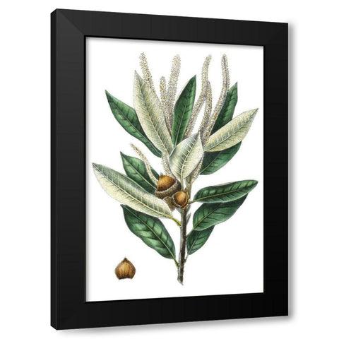 Dense Flowered Oak Black Modern Wood Framed Art Print by Nuttall, Thomas