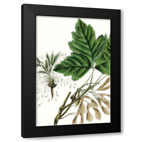 California Box Elder Black Modern Wood Framed Art Print with Double Matting by Nuttall, Thomas
