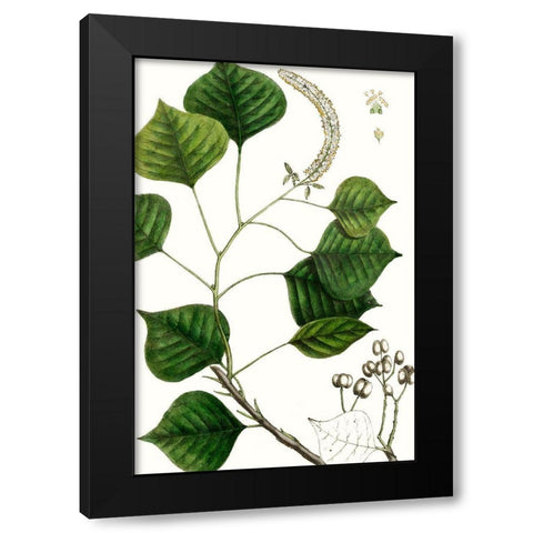 Tallow Tree Black Modern Wood Framed Art Print with Double Matting by Nuttall, Thomas