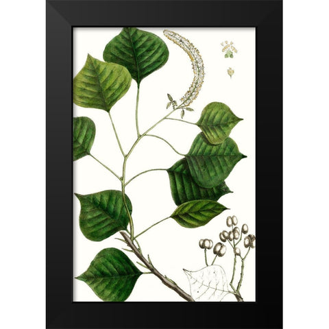 Tallow Tree Black Modern Wood Framed Art Print by Nuttall, Thomas