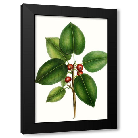 Short leaved Fig Tree Black Modern Wood Framed Art Print with Double Matting by Nuttall, Thomas