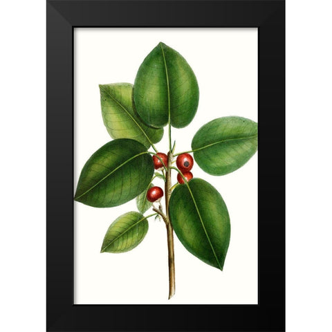 Short leaved Fig Tree Black Modern Wood Framed Art Print by Nuttall, Thomas
