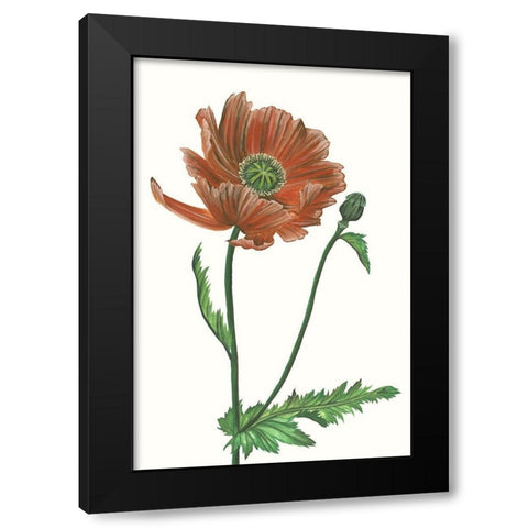 Poppy Flower III Black Modern Wood Framed Art Print with Double Matting by Wang, Melissa