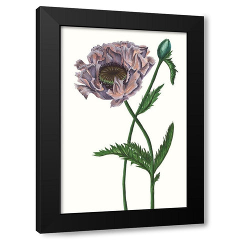 Poppy Flower IV Black Modern Wood Framed Art Print with Double Matting by Wang, Melissa