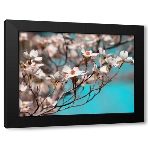 Dogwood Spring III Black Modern Wood Framed Art Print with Double Matting by Chandler, Sharon