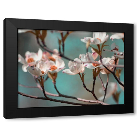 Dogwood Spring IV Black Modern Wood Framed Art Print with Double Matting by Chandler, Sharon