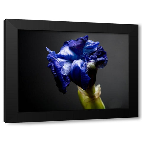 Studio Flowers I Black Modern Wood Framed Art Print with Double Matting by McLoughlin, James