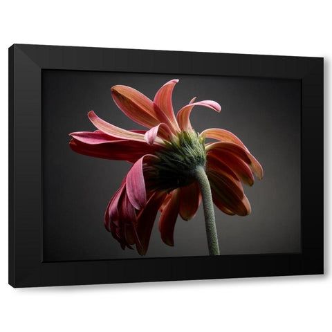 Studio Flowers IV Black Modern Wood Framed Art Print with Double Matting by McLoughlin, James