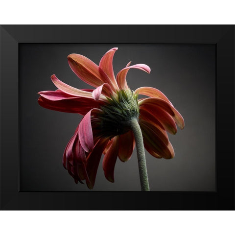 Studio Flowers IV Black Modern Wood Framed Art Print by McLoughlin, James