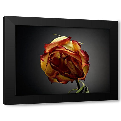 Studio Flowers VI Black Modern Wood Framed Art Print with Double Matting by McLoughlin, James