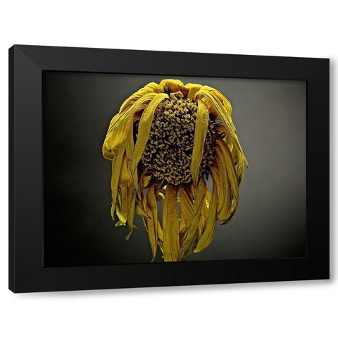 Studio Flowers VII Black Modern Wood Framed Art Print with Double Matting by McLoughlin, James