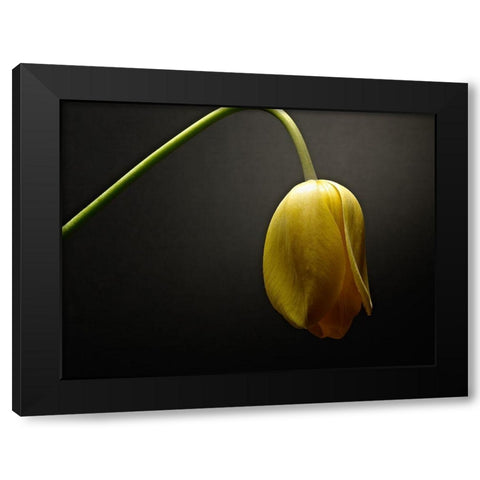 Studio Flowers IX Black Modern Wood Framed Art Print with Double Matting by McLoughlin, James