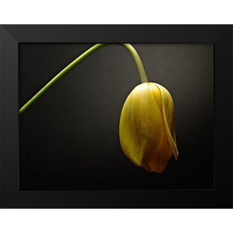 Studio Flowers IX Black Modern Wood Framed Art Print by McLoughlin, James