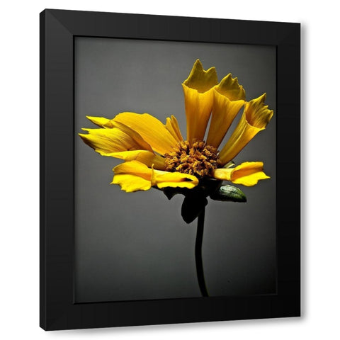 Studio Flowers X Black Modern Wood Framed Art Print with Double Matting by McLoughlin, James