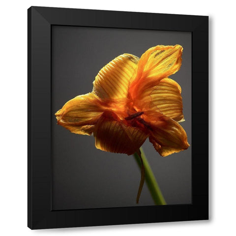 Studio Flowers XI Black Modern Wood Framed Art Print with Double Matting by McLoughlin, James