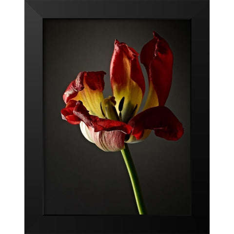 Studio Flowers XII Black Modern Wood Framed Art Print by McLoughlin, James