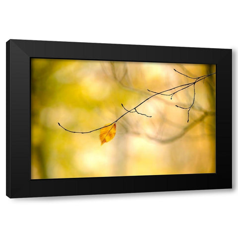 Forest Run I Black Modern Wood Framed Art Print with Double Matting by McLoughlin, James