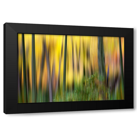 Forest Run II Black Modern Wood Framed Art Print with Double Matting by McLoughlin, James