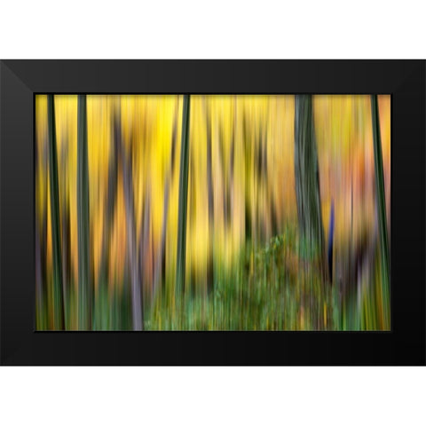 Forest Run II Black Modern Wood Framed Art Print by McLoughlin, James