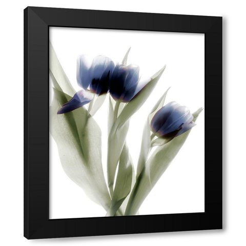 Xray Tulip IV Black Modern Wood Framed Art Print with Double Matting by Stalus, Judy