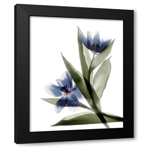 Xray Tulip VI Black Modern Wood Framed Art Print with Double Matting by Stalus, Judy