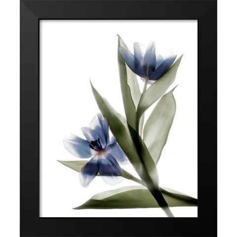 Xray Tulip VI Black Modern Wood Framed Art Print by Stalus, Judy