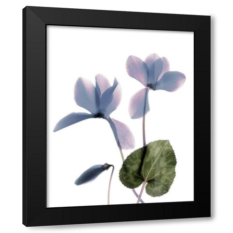 Xray Cyclamen Black Modern Wood Framed Art Print with Double Matting by Stalus, Judy