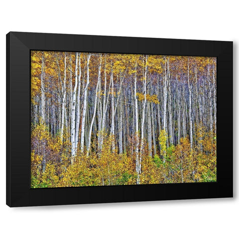 Yellow Woods I Black Modern Wood Framed Art Print with Double Matting by Drost, David