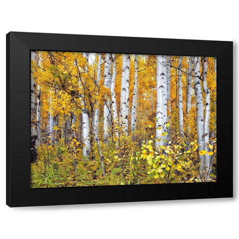 Yellow Woods IV Black Modern Wood Framed Art Print by Drost, David