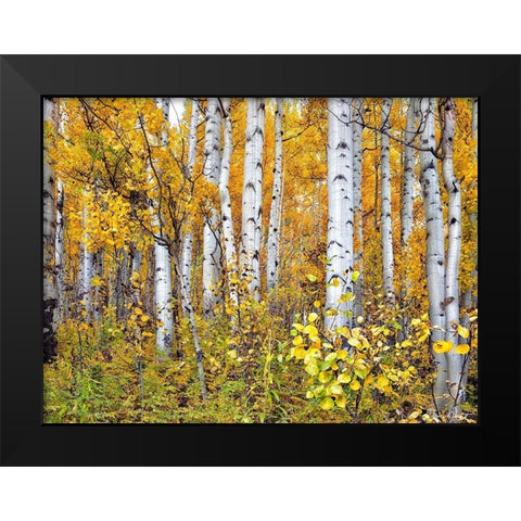 Yellow Woods IV Black Modern Wood Framed Art Print by Drost, David