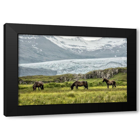 Grazing at the Glacier Black Modern Wood Framed Art Print with Double Matting by Head, Danny