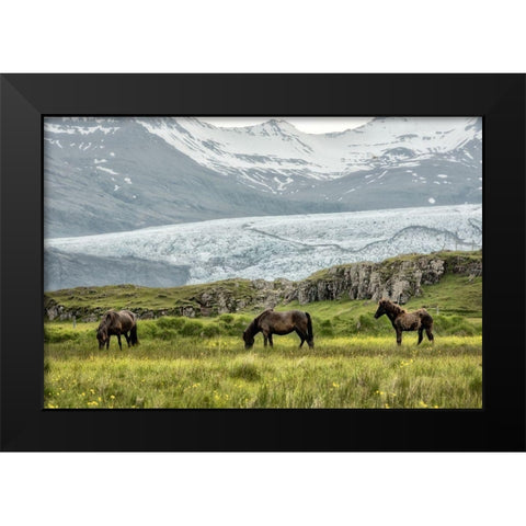 Grazing at the Glacier Black Modern Wood Framed Art Print by Head, Danny