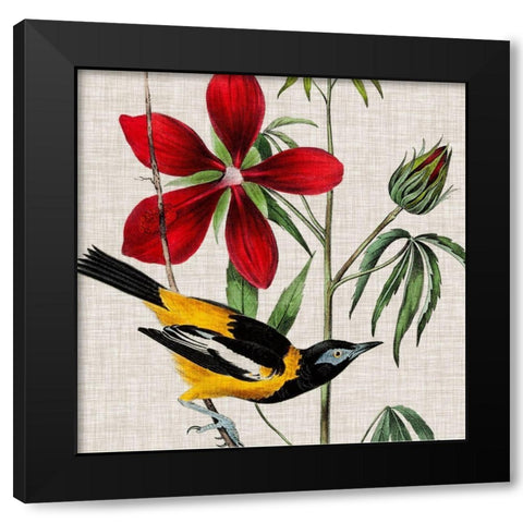 Avian Crop I Black Modern Wood Framed Art Print with Double Matting by Audubon, John James