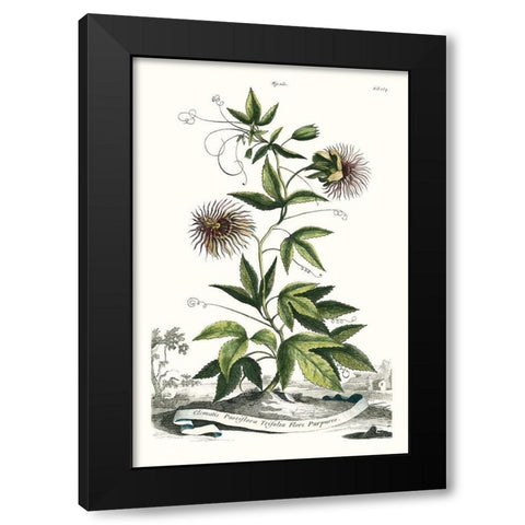 Munting Garden Varieties II Black Modern Wood Framed Art Print with Double Matting by Munting, Abraham