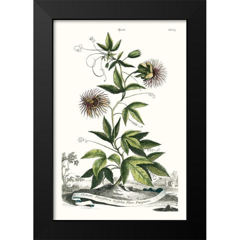 Munting Garden Varieties II Black Modern Wood Framed Art Print by Munting, Abraham