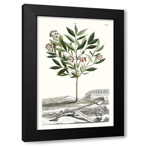 Munting Garden Varieties III Black Modern Wood Framed Art Print by Munting, Abraham